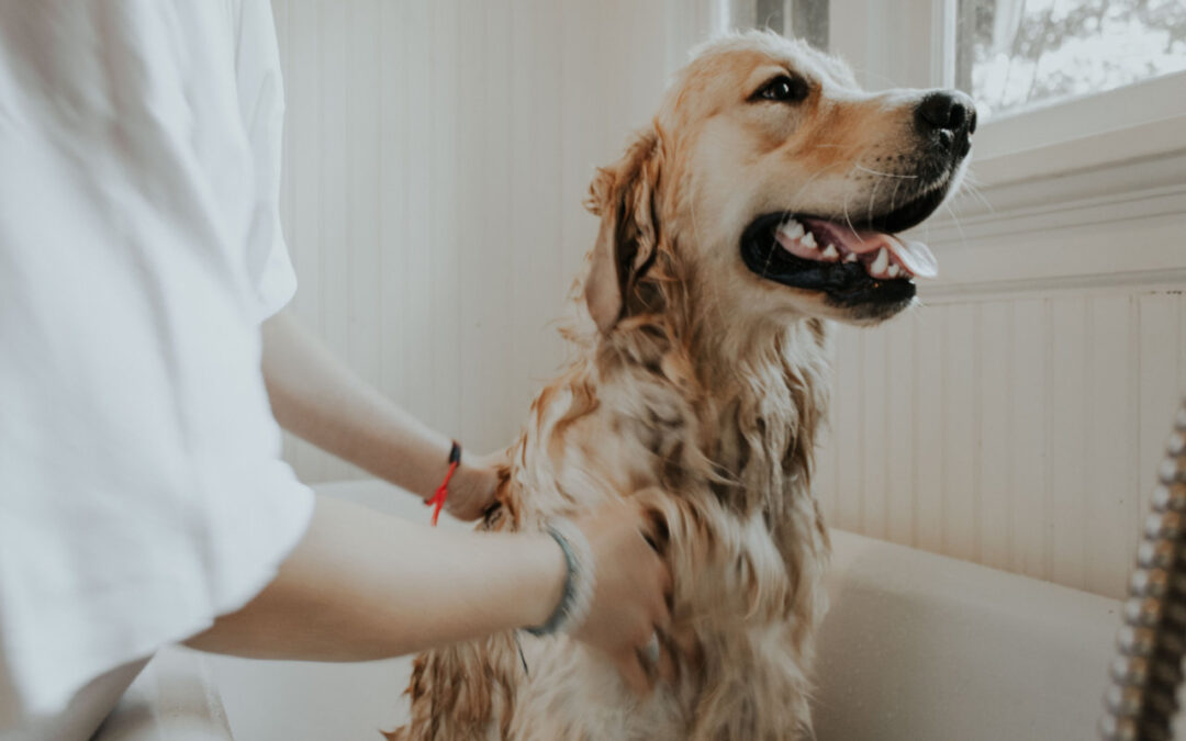 Pet Care – There’s No Other Job Quite Like It