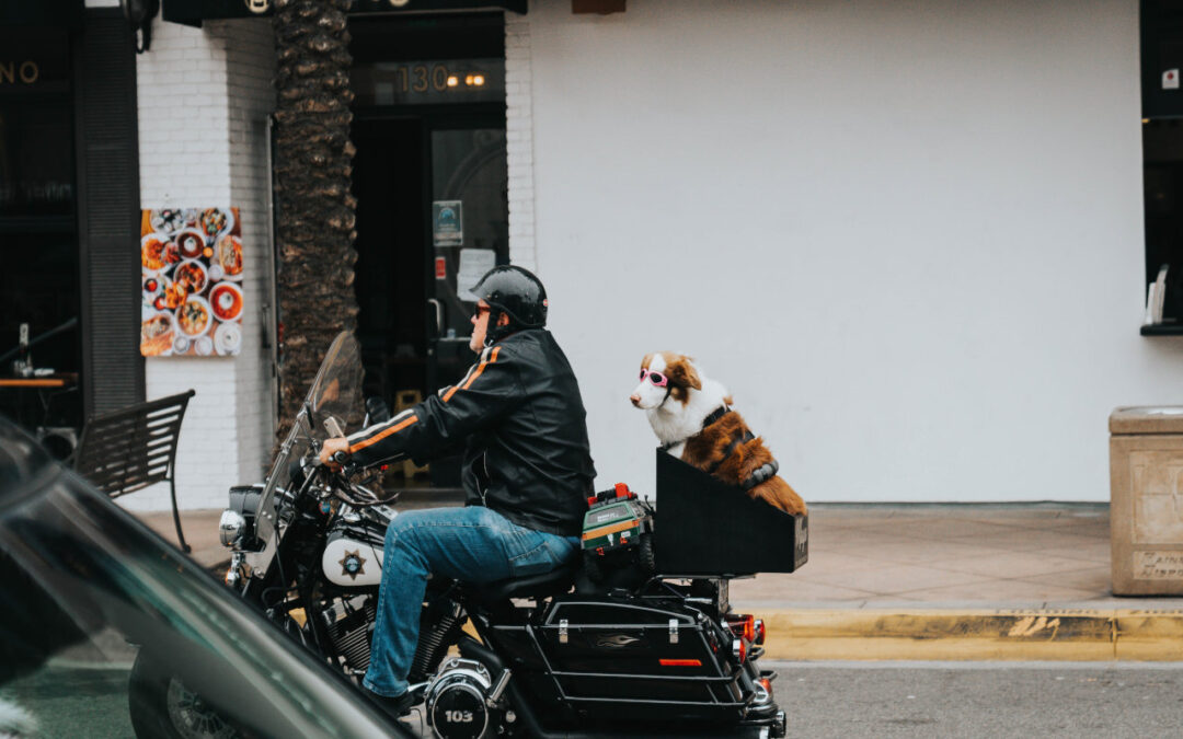 Take Your Pet Along with a Motorcycle Pet Carrier