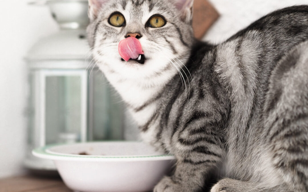 Organic Pet Food:  Is There Such a Thing?